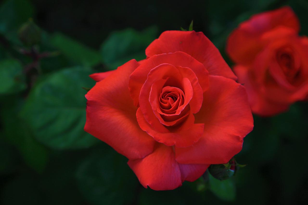 rose, rejection, red-4240891.jpg